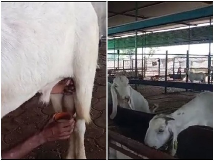 male goats in madhya pradesh burhanpur district gives milk see video | Watch: MP के इस फार्महाउस में बकरे भी देते है दूध, वीडियो देख आप भी हो जाएंगे हैरान