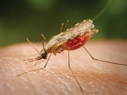 Blog: Malaria becomes a serious challenge among global health problems | ब्लॉग: वैश्विक स्वास्थ्य समस्याओं में गंभीर चुनौती बना मलेरिया