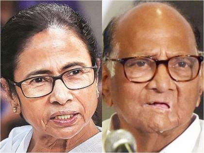 Sharad Pawar sought advice from Mamta Banerjee over phone after the arrest of Nawab Malik, asked- 'How did you oppose CBI action in Narada case' | शरद पवार ने नवाब मलिक की गिरफ्तारी के बाद फोन पर ममता बनर्जी से मांगी सलाह, पूछा- 'आपने नारद केस में कैसे सीबीआई एक्शन का विरोध किया था'