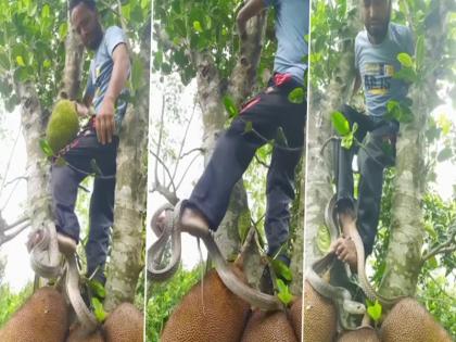 man climb jackfruit tree trapped infront of danger snake video | वीडियो: कटहल तोड़ने पेड़ पर गया था शख्स और घिर गया सांप के बीच फिर....देखें भयानक क्लिप