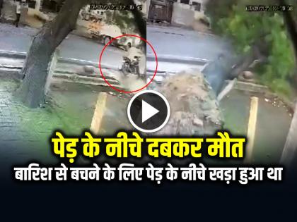 Man Dies After Tree Falling on him in Bulandshahr Watch Video | VIDEO: पेड़ के नीचे दबकर मौत, बारिश से बचने के लिए पेड़ के नीचे खड़ा हुआ था, देखें वीडियो