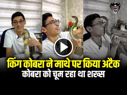 Man Kissing King Cobra Attacked him on his forehead video goes viral | VIDEO: जहरीले किंग कोबरा को चूम रहा था, माथे पर किया अटैक, देखें वायरल वीडियो