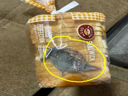man order online bread from food delivery app blinkit received alive trapped rat inside food video went viral | देखें वीडियो: ऑनलाइन ब्रेड ऑर्डर करने पर शख्स को फूड में मिला जिंदा चूहा, शिकायत करने पर कंपनी ने दिया यह जवाब