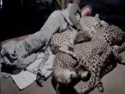 man sleeping with cheetah video goes viral watch video | तीन चीतों के साथ रात में बेखौफ सोता रहा शख्स, वायरल वीडियो देख हर कोई हैरान