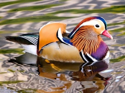 A rare Mandarin duck is found swimming in New York City Central Park | आखिर ऐसा क्या था एक बत्तख में कि लग गयी देखने वालों की भीड़?