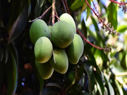 Ayurvedic Benefits of Mango: Many Ayurvedic properties are hidden in the king of fruits, Mango controls asthma and sugar | Ayurvedic Benefits of Mango: फलों के राजा आम में छुपे हैं कई आयुर्वेदिक गुण, जानिए आम कैसे करता है अस्थमा और शुगर को कंट्रोल