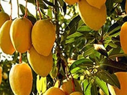 Khaas Ye Aam Good news mango lovers eat sadabhahar all year Saharanpur farmer Rajendra Atal has done this feat | Khaas Ye Aam: आम प्रेमियों के लिए खुशखबरी, पूरे साल खाइये ‘सदाबहार’ आम, सहारनपुर के किसान राजेन्द्र अटल ने किया कारनामा