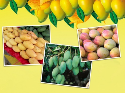 Mango is the best fruit for your skin know its benefits to get glowing skin | त्वचा के लिए सबसे अच्छा फल है आम, जानिए ग्लोइंग स्किन पाने के लिए इसके फायदे