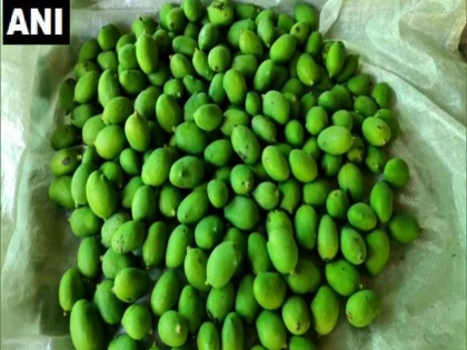 Amidst the lockdown, the farmers cultivating mangoes in Moradabad are facing a lot of trouble | UP Ki Taja Khabar: लॉकडाउन के बीच मुरादाबाद में आम की खेती पर असर, किसान परेशान, हर चीज की लागत बहुत ज्यादा