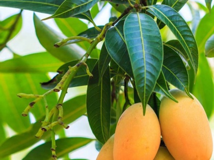 Coronavirus pandemic and summer diet tips: Health benefits of mango leaf for heart problems, diabetes, strong immunity and obesity | कोरोना काल में 'संजीवनी बूटी' से कम नहीं आम के पत्ते और गुठली, इन्हें खाने से मिल सकता है 10 बीमारियों से छुटकारा
