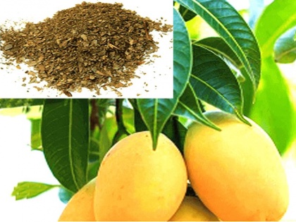 Ayurveda health tips: mango leaf health benefits in Hindi, mango leaf nutrition facts and benefits in Hindi | हाई ब्लड प्रेशर, किडनी, लीवर, फेफड़ों की बीमारी के लिए फायदेमंद है आम के पत्ते, जानिये इस्तेमाल का तरीका