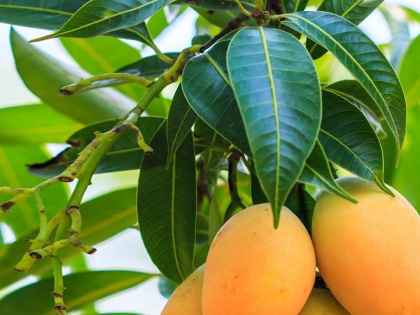 Why Mango is Called the “King of Fruits” blog of Mango | संतोष देसाई का ब्लॉग: आम : यूं ही नहीं है फलों में खास