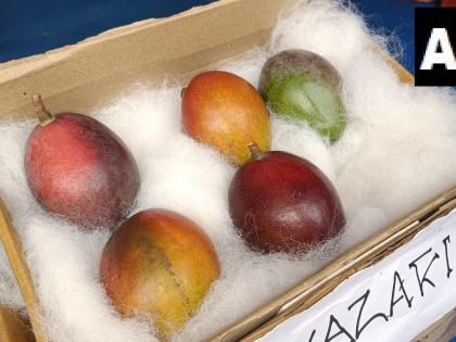 Have eaten such a mango Which is being sold in India for Rs 2.5 lakh per kg why is it so expensive | खाया है ऐसा आम! जो भारत में बिक रहा 2.5 लाख रु प्रति किलोग्राम, आखिर क्यों है इतना महंगा, यहां जानिए Have eaten such a mango Which is being sold in India for Rs 2.5 lakh per kg why is it so expensive | खाया है ऐसा आम! जो भारत में बिक रहा 2.5 लाख रु प्रति किलोग्राम, आखिर क्यों है इतना महंगा, यहां जानिए