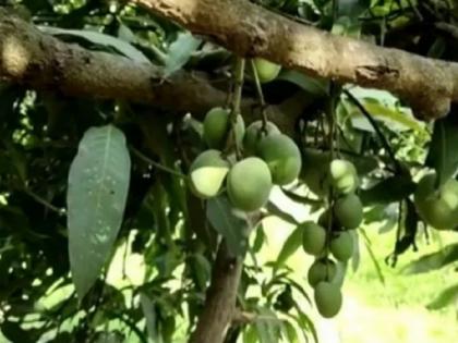 Uttar Pradesh Saharanpur tree has 121 varieties of mangoes know all details | यूपी के सहारनपुर में एक पेड़ पर आम की 121 किस्में! लोग भी हैरान, जानें क्या है पूरा मामला