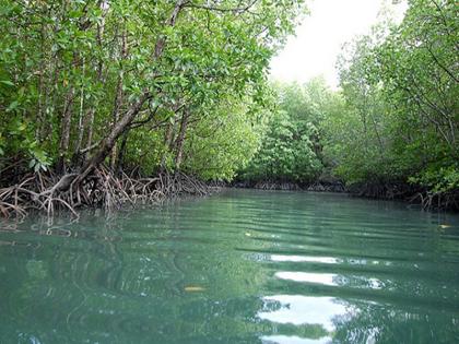 Mahashtra Gov will affect 54000 Mangroves for Mumbai-Ahmedabad bullet train | मुंबई-अहमदाबाद बुलेट ट्रेन से प्रभावित होंगे 54 हजार मैंग्रोव, महाराष्ट्र सरकार ने की विधान सभा में पुष्टि