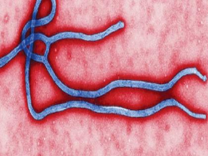 West African Guinea confirmed case of Marburg Virus has fatality rate of 88 percent | पश्चिमी अफ्रीका में मिला घातक मारबर्ग का पहला मामला, बेहद खतरनाक है वायरस, इससे मृत्यु दर 88 प्रतिशत