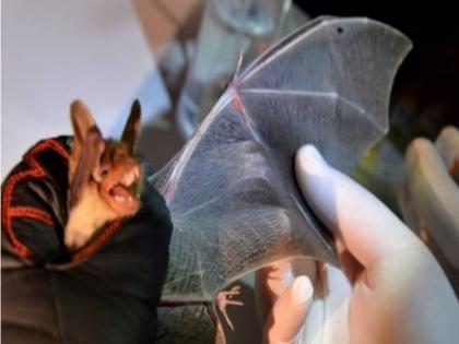 Know about Marburg virus which has killed 9 people in Equatorial Guinea | घातक वायरस मारबर्ग से अफ्रीकी देश इक्वेटोरियल गिनी में 9 लोगों की मौत, तेजी से बढ़ रहे मरीज, WHO ने बुलाई बैठक Know about Marburg virus which has killed 9 people in Equatorial Guinea | घातक वायरस मारबर्ग से अफ्रीकी देश इक्वेटोरियल गिनी में 9 लोगों की मौत, तेजी से बढ़ रहे मरीज, WHO ने बुलाई बैठक