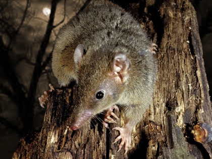 Marsupial Dies After Marathon Mating climate change in australia | इस जीव की सेक्स करते-करते चली जाती है जान, अब इनपर मंडरा रहा और भी बड़ा खतरा