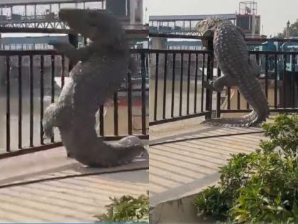 UP Giant crocodile came out of Ganga Barrage kept trying to go back but failed | VIDEO: UP के नरौरा गंगा बैराज से बाहर आया विशालकाय मगरमच्छ, वापस जाने के लिए करता रहा कसरत UP Giant crocodile came out of Ganga Barrage kept trying to go back but failed | VIDEO: UP के नरौरा गंगा बैराज से बाहर आया विशालकाय मगरमच्छ, वापस जाने के लिए करता रहा कसरत