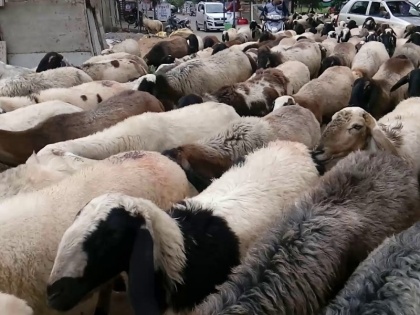 Eid al-Adha 2019: 2.5 lakh sheep made available to the people on the occasion of Eid | Eid al-Adha 2019: ईद के मौके पर सरकार ने कश्मीर में लोगों के लिए उपलब्ध करायी 2.5 लाख भेड़ें