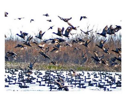 Migratory birds spring valley so far 8 lakh birds arrived Kashmir 12 to 14 lakh expected arrive few days | कश्मीर: घाटी में आई प्रवासी पक्षियों की बहार, अब तक 8 लाख आ चुके है पंक्षी, कुछ दिनों में 12 से 14 लाख आने की है उम्मीद