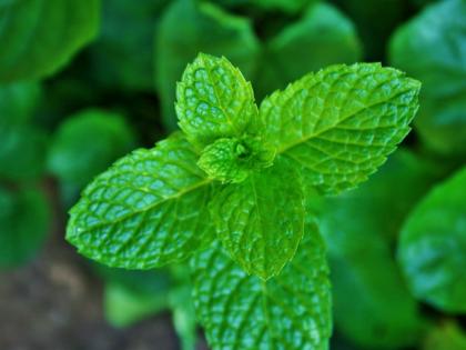 Coronavirus and Summer health tips: include these foods in your diet to fight covid-19 and heat waves together and stay cool | Healthy diet tips: गर्मी और कोरोना से एक साथ लड़ना है तो जल्दी से खाना-पीना शुरू कर दें ये 6 सस्ती चीजें Coronavirus and Summer health tips: include these foods in your diet to fight covid-19 and heat waves together and stay cool | Healthy diet tips: गर्मी और कोरोना से एक साथ लड़ना है तो जल्दी से खाना-पीना शुरू कर दें ये 6 सस्ती चीजें