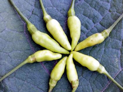 home remedies for Cancer and diabetes | कैंसर में लाभकारी होती है ये 'जईया मिर्ची', मधुमेह में भी है लाभकारी