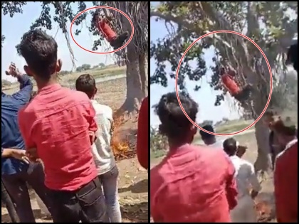 up gram pradhan hanged accused of theft on tree and lit the fire below video | VIDEO: चोरी के आरोप में ग्राम प्रधान ने युवक को पेड़ से लटकाकर नीचे जलाई आग, वीडियो में चिल्लाते दिखा शख्स, देखें