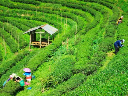 Tea production can only increase if life of tea garden employees improves: ITA | चाय बागान कर्मचारियों की जिंदगी बेहतर होने पर ही चाय उत्पादन में बढ़ोतरी हो सकती है: आईटीए