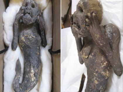 Kurashiki University Science Arts scientists unveil 300years old mermaid mummy mystery believe flesh eaters immortal Okayama Folklore Society | 300 साल पुरानी जलपरी Mummy के रहस्य से पर्दा उठाएंगे जापानी वैज्ञानिक; मान्यता है कि इसके मांस खाने वाले होते हैं अमर