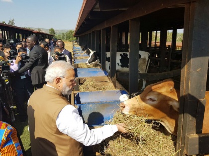 PM Modi Ravanda visit 200 cow gift social media | पीएम मोदी ने रवांडा को दुधारू गायें गिफ्ट की हैं या सड़क पर जाम लगाने वाली?