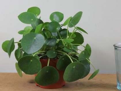 Delhi air pollution : plant that can decreased air pollution naturally, tips and home remedies to prevent smog | वायु प्रदूषण खत्म करके शुद्ध हवा देते हैं ये 6 पौधे, नहीं खरीदना पड़ेगा महंगा एयर प्यूरीफायर Delhi air pollution : plant that can decreased air pollution naturally, tips and home remedies to prevent smog | वायु प्रदूषण खत्म करके शुद्ध हवा देते हैं ये 6 पौधे, नहीं खरीदना पड़ेगा महंगा एयर प्यूरीफायर