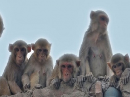 Uttar Pradesh, 40 Monkeys found dead in Hapur, poisoning suspected | यूपी के हापुड़ में मृत मिले 40 बंदर, खाने में जहर दिए जाने की आशंका, जांच शुरू