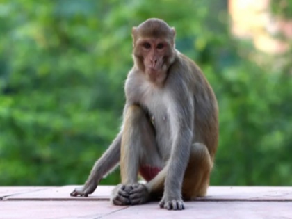 Karnataka Monkey came back to take revenge from 22 km away | ऑटो ड्राइवर से 22 किमी दूर से बदला लेने वापस आया बंदर! जानें क्या है पूरा मामला