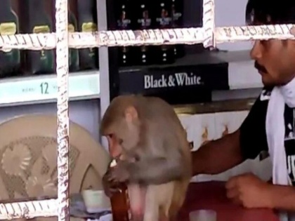 viral video of monkey drinking alcohol trending on social media funny video | शराबी बंदर ने मस्त अंदाज में खोली बोतल, मालिक के सामने बैठकर शुरू कर दिया पीना, वीडियो वायरल
