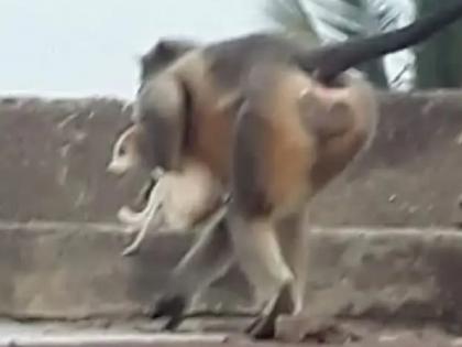 Maharashta beed monkeys taking revenge killing puppies of area says locals | 'खून' का बदला ले रहे हैं बंदर? महाराष्ट्र के बीड में अब तक 80 कुत्तों के बच्चों को ऊंचाई से गिराकर मारा, लोग भी हैरान Maharashta beed monkeys taking revenge killing puppies of area says locals | 'खून' का बदला ले रहे हैं बंदर? महाराष्ट्र के बीड में अब तक 80 कुत्तों के बच्चों को ऊंचाई से गिराकर मारा, लोग भी हैरान