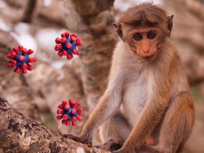 Monkey B virus symptoms in Hindi: what is Monkey B virus, early sign and symptoms in Hindi | Monkey B virus symptoms: बुखार, बदन दर्द, सिरदर्द, ये हैं 'मंकी बी वायरस' के 5 गंभीर लक्षण