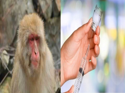 Kyasanur Forest Disease or Monkey Fever claim one life in Kerala, know causes, symptoms, treatment, prevention, diagnosis this deadly virus | केरल में Monkey Fever से एक मौत, 6 की हालत गंभीर, जानें जानलेवा वायरस के लक्षण, बचाव, इलाज