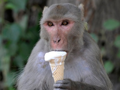 Shimla monkeys eats ice cream and junk food, biological changes are seen ahead of time | आइसक्रीम और जंकफूड के शौकीन हो गए शिमला के बंदर, समय से पहले दिख रहे हैं बायोलॉजिकल बदलाव