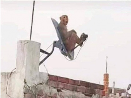 Anand mahindra caption competition, tweet goes viral | DTH की छतरी पर बैठे बंदर की तस्वीर पर लिखो कैप्शन, आनंद महिंद्रा देंगे गिफ्ट में नई 'कार'