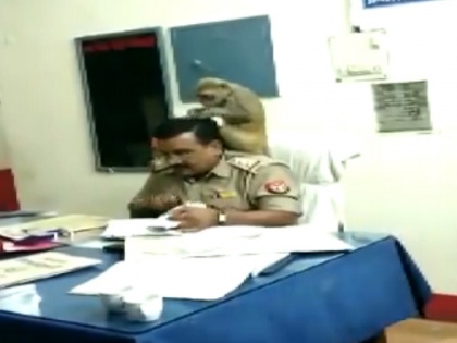 Viral video Pilibhit monkey seen sitting on Pilibhit kotwali SHO Shrikant Dwivedi sholder in police station | यूपी: थाने में अचानक पहुंच कर ये बंदर बीनने लगा कोतवाल के जुएं, वीडियो देख आप भी नहीं रोक पाएंगे अपनी हंसी