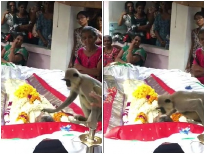 monkey sit besides dead friend body in Batticaloa in Eastern Sri Lanka see viral video | लंगूर और इंसान की ऐसी दोस्ती! शख्स के मरने के बाद उसे अंतिम विदाई देने पहुंचा, वीडियो देख आप भी हो जाएंगे भावुक