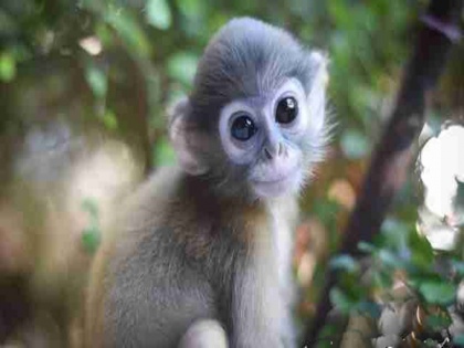 China Clones Five Gene-edited Monkeys for Human Disease Research | चीनी वैज्ञानिकों का नया कारनामा, जीन्स में बदलाव कर क्लोन से 5 बंदरों को दिया जन्म