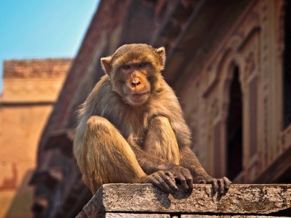 Delhi: Confusion in municipal corporation and forest department to prevent monkey population | दिल्ली: बंदरों की आबादी रोकने के लिए करोड़ों खर्च, जिम्मेदारी को लेकर नगर निगम और वन्य विभाग में कन्फ्यूजन