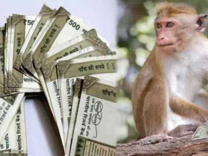 sitapur monkey climbed the tree with bundle of notes drops money from tree uttar pradesh video viral | सीतापुर में बुजुर्ग से गड्डी छीनकर पेड़ पर चढ़ा बंदर, बरसाए 500-500 रुपये के नोट, जानिए क्या हुआ, देखें वीडियो