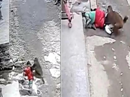 monkey try to kidnap little girl in china cctv footage | जब शातिर बंदर ने की मासूम बच्ची को किडनैप करने की कोशिश, CCTV में हुई कैद घटना