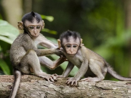 An army of 1 lakh monkeys will go from Sri Lanka to China, will be kept in the zoo, know the whole matter | 1 लाख बंदरों की फौज जाएगी श्रीलंका से चीन, रखे जाएंगे चिड़ियाघर में, जानिए पूरा मामला