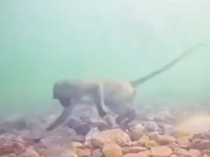 Viral Video Trending: Monkey takes food from under water, will be surprised to see | Video: पानी के अंदर से बंदर निकालता है खाना, देखकर हो जाएंगे हैरान