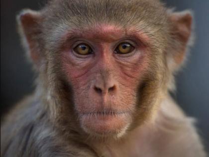 UP: Monkeys rebelled under Yogi Raj, ruined 1,100 quintals of sugar in Aligarh, know what is the matter | UP: योगी राज में बंदर हुए बलवाई, अलीगढ़ में बर्बाद कर दी 1,100 क्विंटल चीनी, हुआ लाखों का नुकसान, जानिए क्या है माजरा
