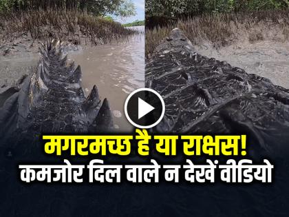 Monster Crocodile Shocking Video Goes Viral on Social Media | VIDEO: मगरमच्छ है या राक्षस!, कमजोर दिल वाले न देखें वीडियो